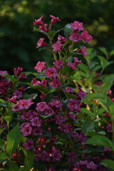 Weigela pink flowers closeup on dark green bokeh background, selective focus, swirly bokeh, by manual Helios lens.