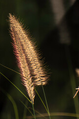 dried grass flowers in summer Weak sunlight in the evening