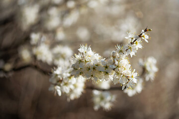 Białe kwiaty na gałązce na wiosnę © Elżbieta Kaps