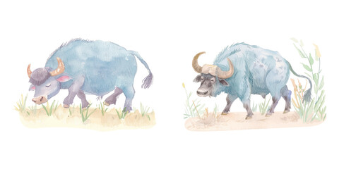 buffalo plowing the fields watercolor vector illustration