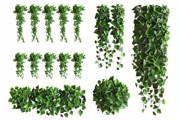 Set of cutout dichondra creeper plant and vines isolated on white background, 3D rendering of foliage elements - obrazy, fototapety, plakaty