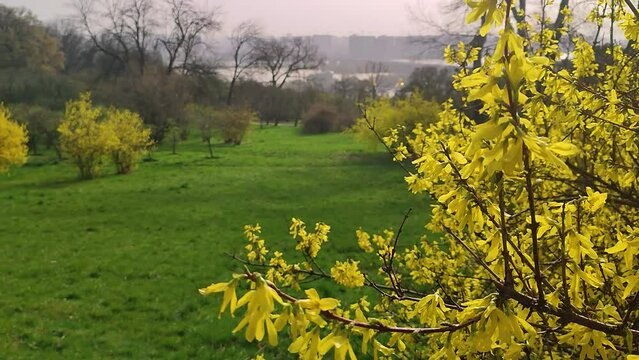 Lilac, white and violet fumewort flowers in early spring forest in Kyiv botanical garden