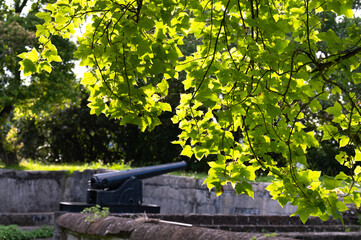 Sunlight go through the leaf makes it shine, in the historic Ershawan Fort (national historic site) with an old cannon in the background, in Keelung city, Taiwan.