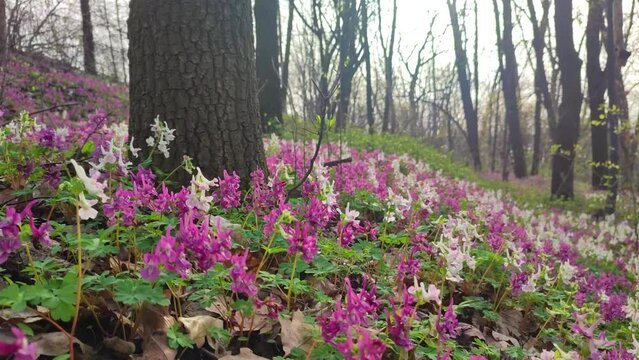 Lilac, white and violet fumewort flowers in early spring forest in Kyiv botanical garden