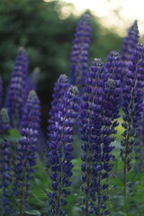 Blue and purple lupin flowers on bokeh garden background, garden lupin blooming blue and purple plants in summer garden, by manual helios lens, soft focus.