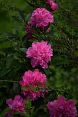 Peonies pink flowers in garden background, floral background, bokeh background, selective focus, manual Helios lens.