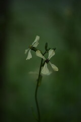 Rocket flowers closeup on bokeh green background, ruccola blooming, by manual Helios lens, selective focus, vintage, as painted.