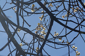 Éclosion des chatons de saule  marsault sur fond de ciel entre les branches.
