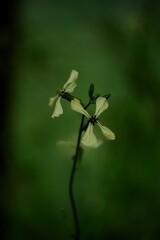 Rocket flowers closeup on bokeh green background, ruccola blooming, by manual Helios lens, selective focus, vintage, as painted.