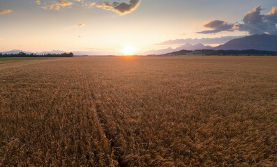 Golden wheat field at sunset, farmland panorama in summer season, aerial shot. Concepts of...