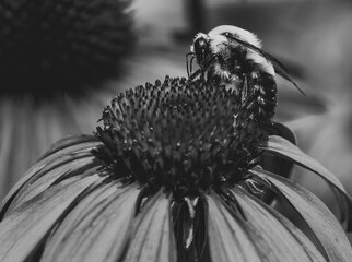 Beautiful Flower in Garden Macro Photography Bees Serenity Calming Holistic