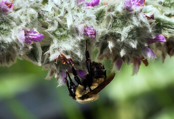 Beautiful Flower in Garden Macro Photography Bees Serenity Calming Holistic