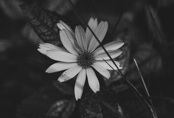Beautiful Flower in Garden Macro Photography Bees Serenity Calming Holistic