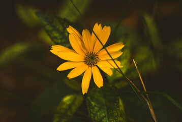 Beautiful Flower in Garden Macro Photography Bees Serenity Calming Holistic