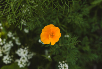 Beautiful Flower in Garden Macro Photography Bees Serenity Calming Holistic