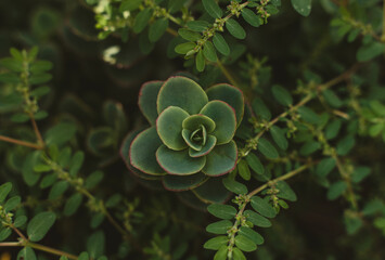 Beautiful Flower in Garden Macro Photography Bees Serenity Calming Holistic