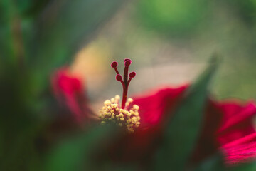 Beautiful Flower in Garden Macro Photography Bees Serenity Calming Holistic