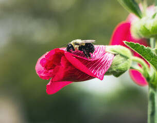 Beautiful Flower in Garden Macro Photography Bees Serenity Calming Holistic