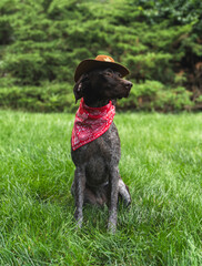 German Shorthaired Pointer Dog sitting in the grass on a sunny day wearing a hat
