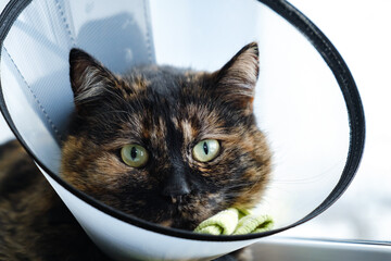 Domestic cat in a veterinary collar sits on windowsill looking at camera and out the window. Recovery period after surgery. Protection against licking the wound. High quality