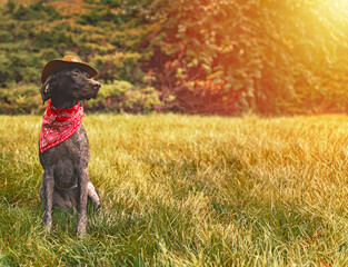 German Shorthaired Pointer Dog sitting in the grass on a sunny day wearing a hat