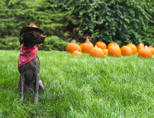 German Shorthaired Pointer Dog sitting in the grass on a sunny day wearing a hat