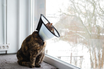 Domestic cat in a veterinary collar sits on windowsill looking out the window. Recovery period after surgery. Protection against licking the wound. High quality. Copy space