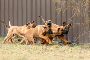 Belgian Shepherd Malinois puppies. Dog litter. Working dog kennel. Cute little puppies playing outdoor © OlgaOvcharenko