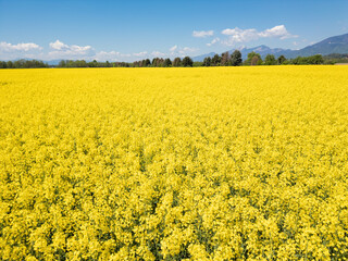 Obraz premium Beautiful, endless cultivated yellow flowering rapeseed fields in the summertime, aerial view. Oilseed rape, production, and agronomy concepts.