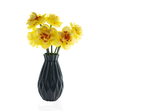 a still life with yellow orange daffodils isolated on transparent background