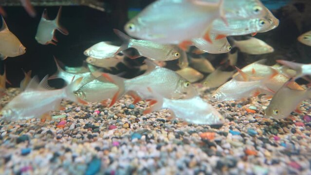 Scenic view of the Tinfoil barbs (Barbonymus schwanenfeldii) fish in aquarium.