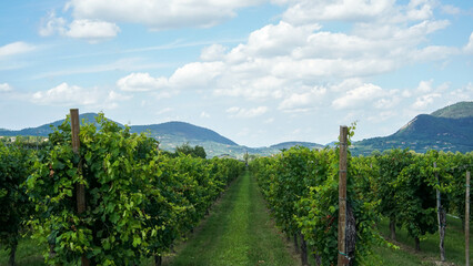 Fototapeta na wymiar Green grape vines, wine fields and blue sky - Stock photo