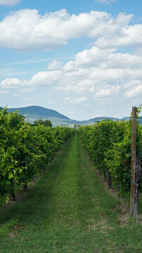 Green grape vines, wine fields and blue sky - Stock photo