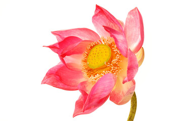 lotus flower - obrazy, fototapety, plakaty