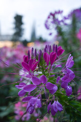 Obraz premium Spiny spider flowers after the rain