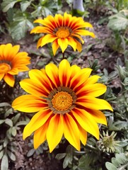 Pretty Rose flower nature plant