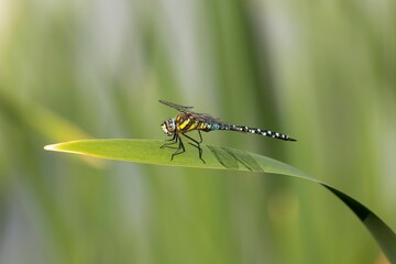Migrant Hawker Dragonfly perching on plant leaf