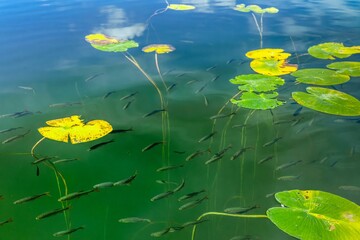 Closeup of fish in lake swimming under lily pads on a sunny day