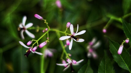 Fototapeta premium Closeup shot of the light purple flowers