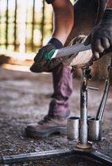 The farrier prepares the hoof for shoeing in the stable. He rasps off the excess hoof wall, and...
