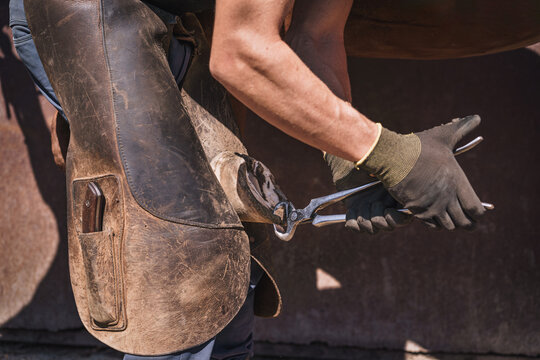 The farrier prepares the hoof for shoeing. He trims the overgrown hoof wall with nippers on a sunny day. Side view.