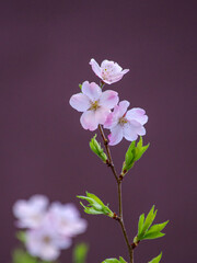 東京港区赤坂4丁目牛鳴坂の桜