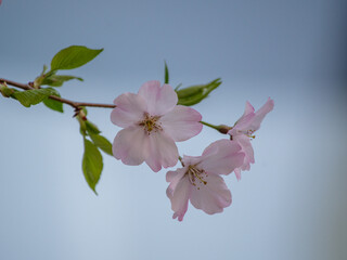 東京港区赤坂4丁目牛鳴坂の桜