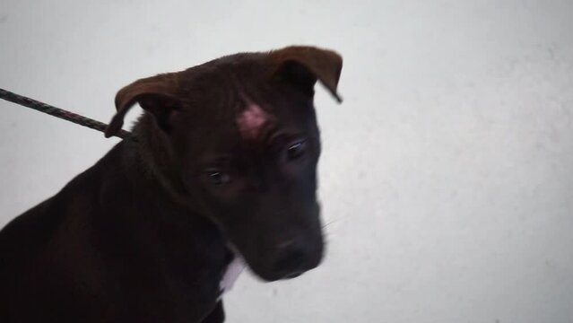 Excited happy brown puppy on leach looking at the camera at an animal shelter