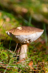 Closeup shot of a birch bolete mushroom growing in the garden on a sunny day with blur background