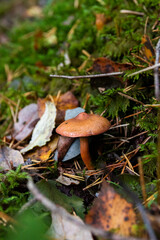 Closeup shot of the pine spike mushroom growing in the woods on a sunny day with blur background
