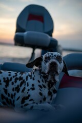 Vertical shot of a dalmatian dog on the beach by the sea at sunset