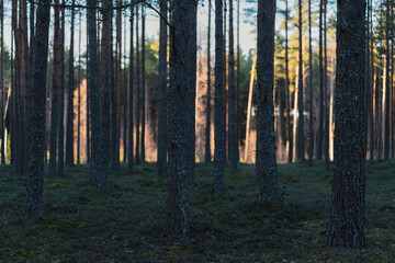Fototapeta premium Spring pine forest in the shade and sun, Estonian nature.