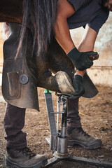 The farrier prepares the hoof for shoeing. The farrier trims and rasps off the excess hoof wall...