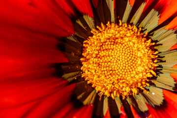 Close-up of a bright red flower in sunlight